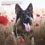 Magnet & Steel German Shepherd Calendar 2025