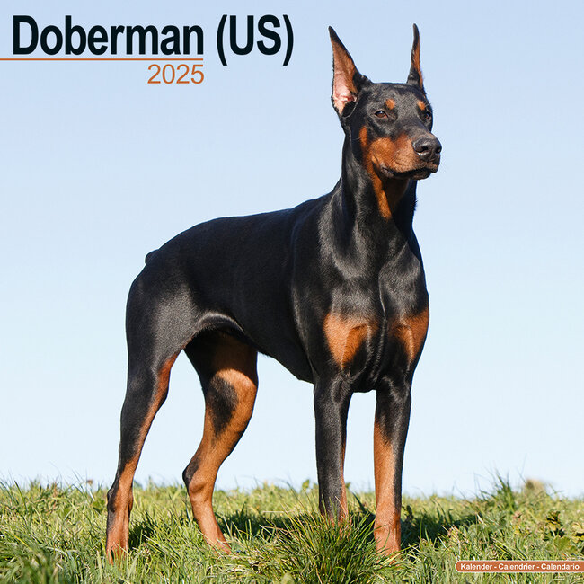 Dobermann Kalender 2025 (US)