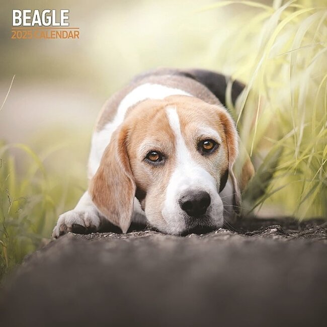 Beagle Calendar 2025