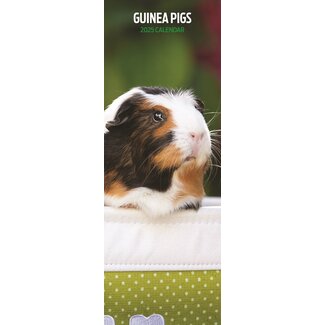 Magnet & Steel Guinea pig calendar 2025 Slimline