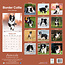 Border Collie Calendar 2025