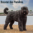 Bouvier Calendar 2025 (euro)