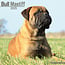 Calendario Bullmastiff 2025