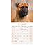 Bullmastiff Kalender 2025