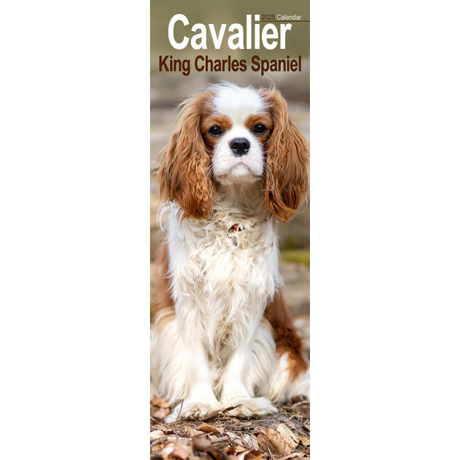 Cavalier King Charles Spaniel Calendar 2025 Slimline