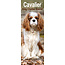 Calendario del Cavalier King Charles Spaniel 2025 Slimline