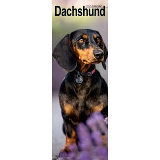 Avonside Dachshund Calendar 2025 Slimline