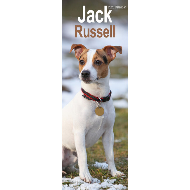 Calendario Jack Russell Terrier 2025 Slimline