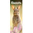 Avonside Rabbits Calendar 2025 Slimline