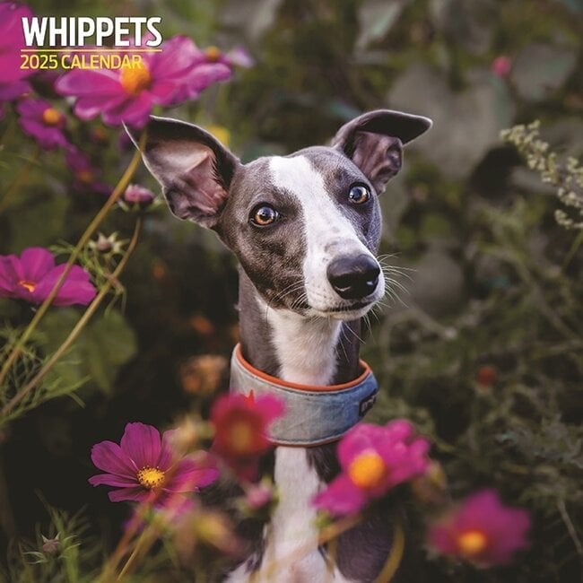 Calendario Whippet 2025