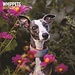 Magnet & Steel Whippet Calendar 2025