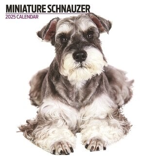 Magnet & Steel Calendario Schnauzer Miniatura 2025 Moderno