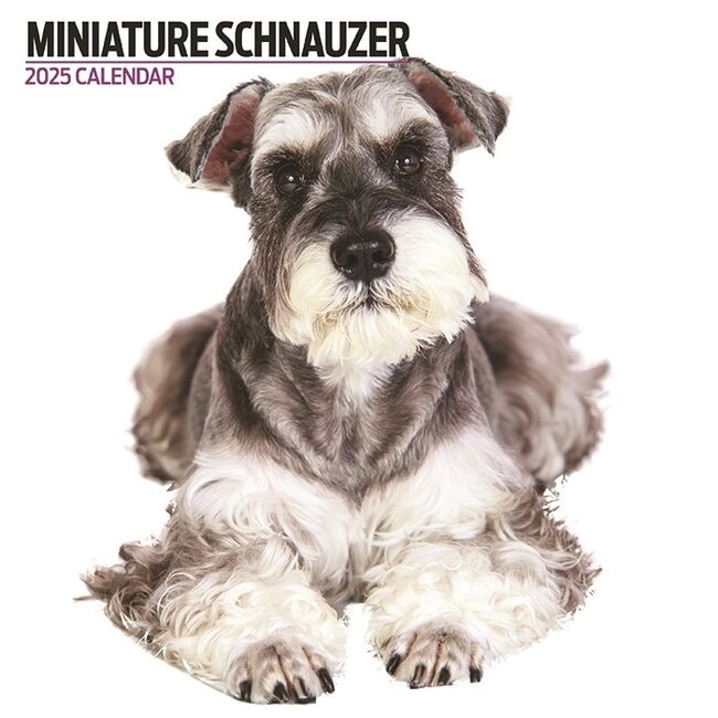 Magnet & Steel Miniatuur Schnauzer Kalender 2025 Modern