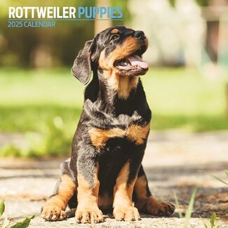 Magnet & Steel Rottweiler-Welpen Kalender 2025