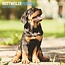 Calendrier des chiots Rottweiler 2025