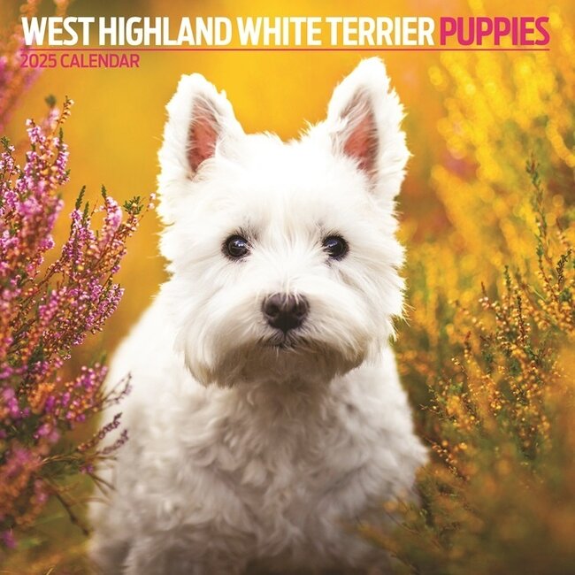 Magnet & Steel West Highland White Terrier Puppies Kalender 2025
