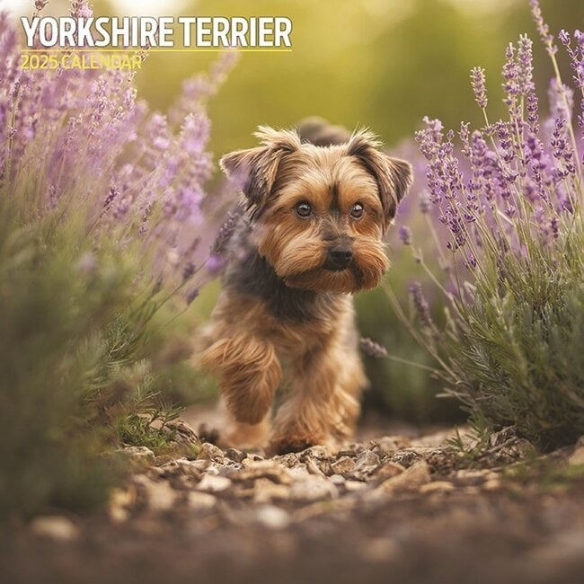 Calendrier Yorkshire Terrier 2025