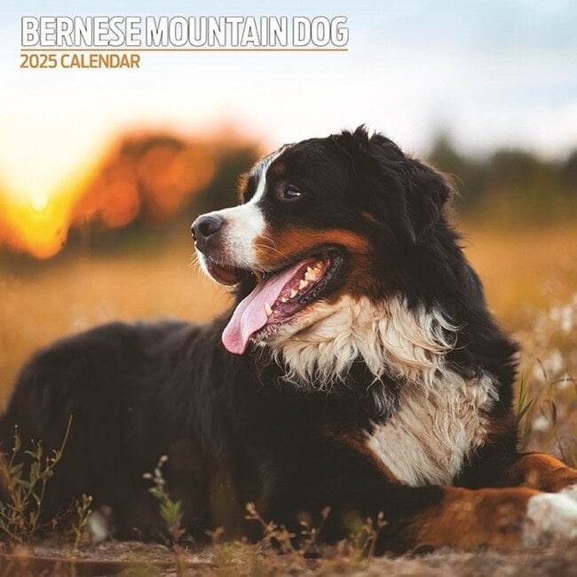 Bernese Mountain Dog Calendar 2025