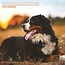 Magnet & Steel Bernese Mountain Dog Calendar 2025