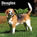 Browntrout Calendrier Beagle 2025