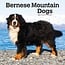 Bernese Mountain Dog Calendar 2025