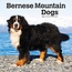 Browntrout Calendario del cane da montagna bernese 2025