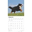 Bernese Mountain Dog Calendar 2025