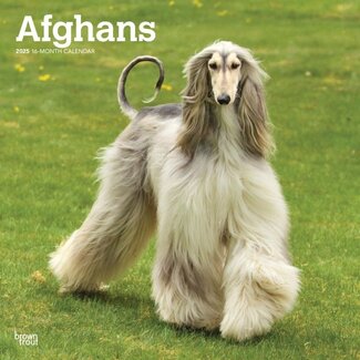Browntrout Afghan Hound Calendar 2025