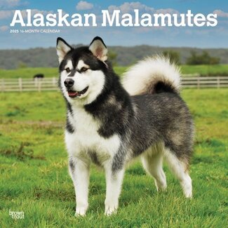 Browntrout Alaskan Malamute Calendar 2025