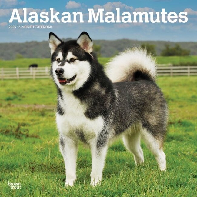 Browntrout Alaskan Malamute Kalender 2025