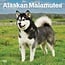 Alaskan Malamute Kalender 2025