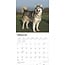 Alaskan Malamute Kalender 2025