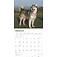 Calendario Alaskan Malamute 2025