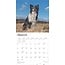 Border Collie Kalender 2025