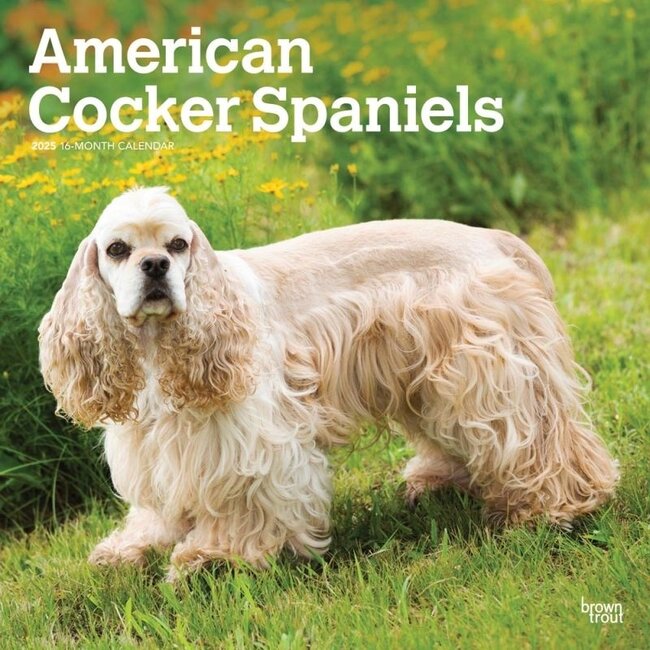 American Cocker Spaniel Calendar 2025
