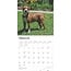 American Pit Bull Terrier Calendar 2025