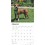 Calendrier du Pit Bull Terrier Américain 2025