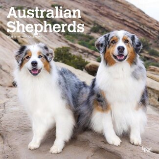 Browntrout Australian Shepherd Kalender 2025