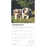 Australian Shepherd Kalender 2025