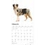 Australian Shepherd Kalender 2025