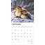 Baby Animals Kalender 2025