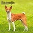 Basenji Calendar 2025