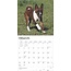 Basenji Calendar 2025