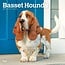 Browntrout Basset Hound Kalender 2025