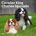 Browntrout Calendrier Cavalier King Charles Spaniel 2025