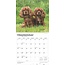 Cavalier King Charles Spaniel Kalender 2025