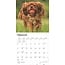 Cavalier King Charles Spaniel Kalender 2025