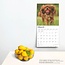 Cavalier King Charles Spaniel Kalender 2025