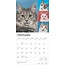 Calendrier des amoureux des chats 2025