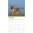 Calendrier des chiots Boxer 2025